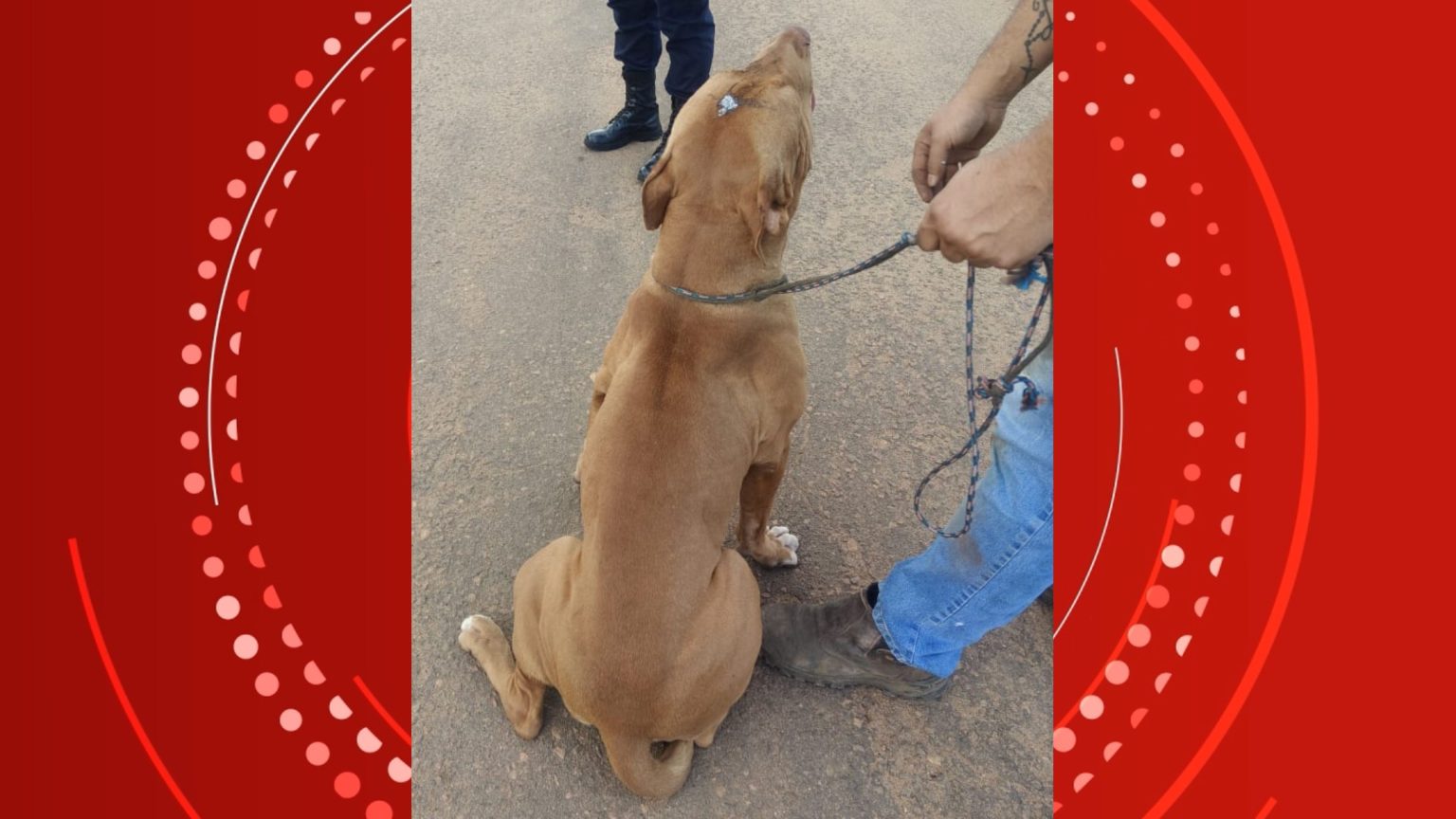 Pitbull baleado na cabeça é resgatado em Vilhena, RO pitbull-baleado-na-cabeca-e-resgatado-em-vilhena,-ro