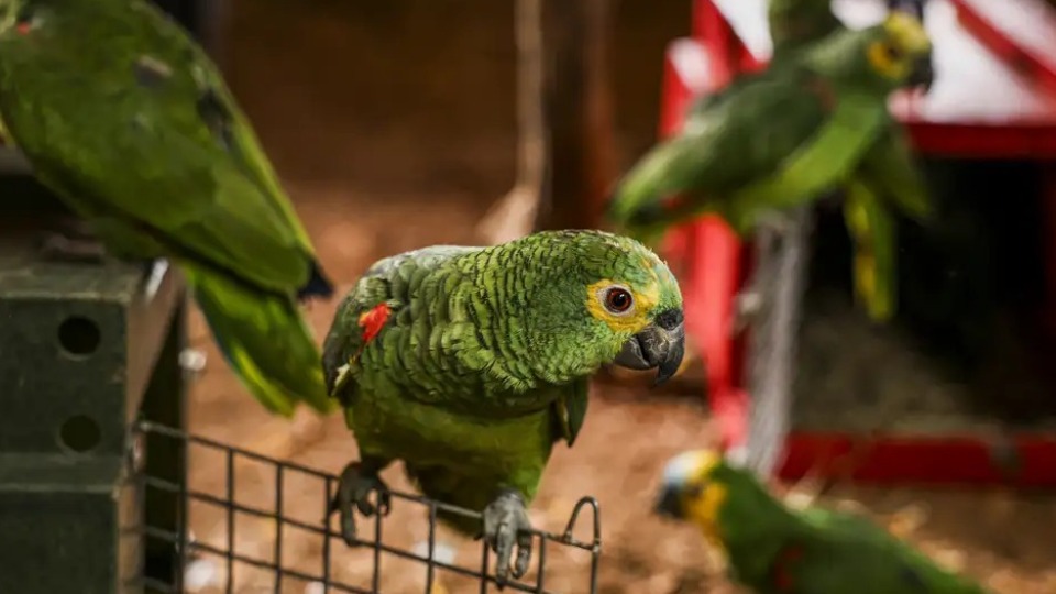 Polícia do Rio resgata 90 aves silvestres que seriam vendidas em feira policia-do-rio-resgata-90-aves-silvestres-que-seriam-vendidas-em-feira