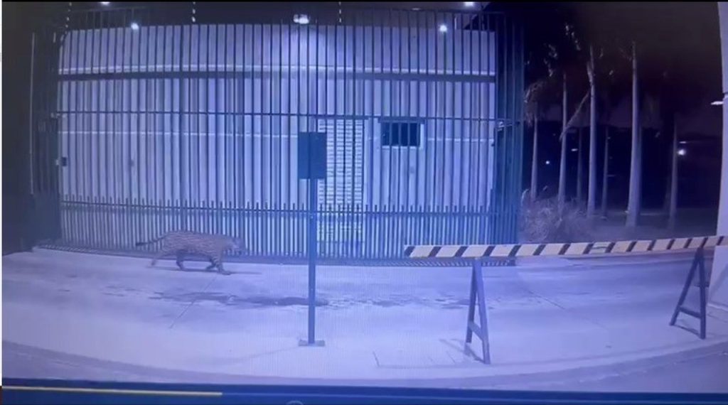 Onça-pintada tenta invadir condomínio de luxo em Ji-Paraná, RO onca-pintada-tenta-invadir-condominio-de-luxo-em-ji-parana,-ro