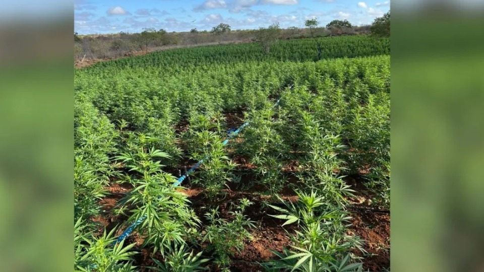 “Roça de maconha”: polícia localiza cerca de 200 mil pés da droga “roca-de-maconha”:-policia-localiza-cerca-de-200-mil-pes-da-droga
