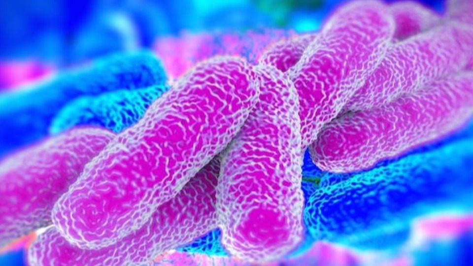 Hospital fecha UTI após detectar superbactéria considerada uma das mais perigosas do mundo hospital-fecha-uti-apos-detectar-superbacteria-considerada-uma-das-mais-perigosas-do-mundo