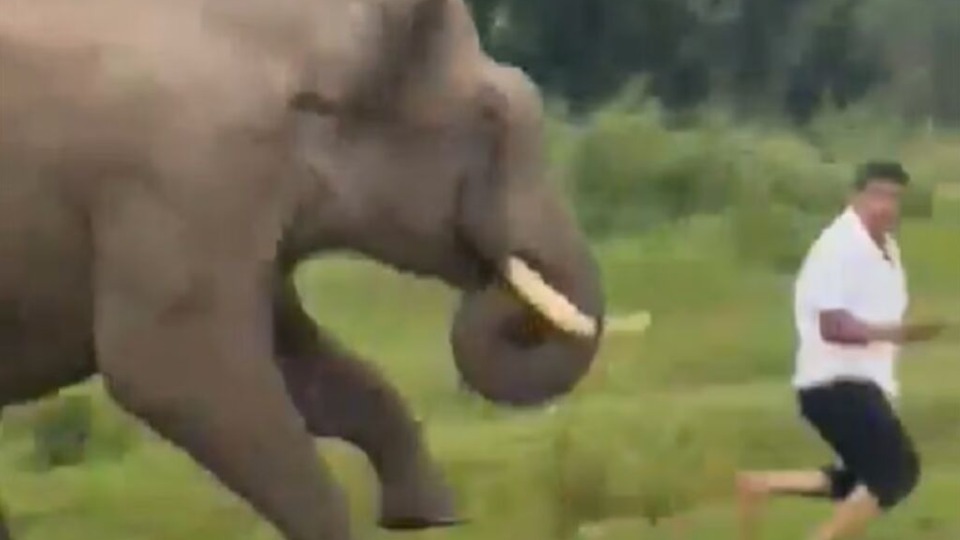VÍDEO: Turista é pisoteado por elefante ao tentar tirar selfie e recebe multa de R$ 1,5 mil video:-turista-e-pisoteado-por-elefante-ao-tentar-tirar-selfie-e-recebe-multa-de-r$-1,5-mil