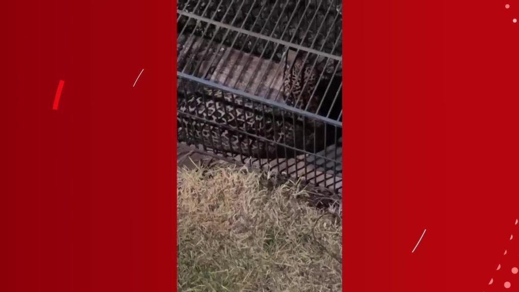 Onça-pintada é capturada na área urbana de Ji-Paraná, RO; vídeo mostra o momento onca-pintada-e-capturada-na-area-urbana-de-ji-parana,-ro;-video-mostra-o-momento