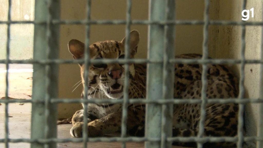 jaguatirica-resgatada-em-ro-sera-acolhida-em-zoologico-na-pb
