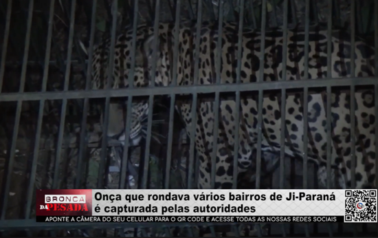 Onça que rondava vários bairros de Ji–Paraná é capturada pelas autoridades onca-que-rondava-varios-bairros-de-ji–parana-e-capturada-pelas-autoridades