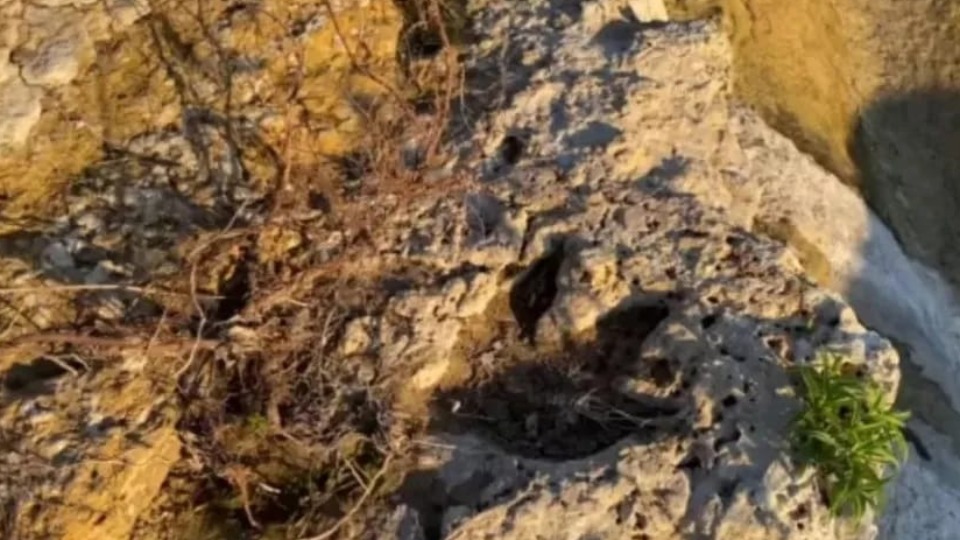 Inundações no Texas revelaram pegadas de dinossauros de milhões de anos inundacoes-no-texas-revelaram-pegadas-de-dinossauros-de-milhoes-de-anos
