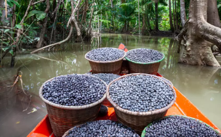 Entenda a proibição de diversos alimentos na COP30 entenda-a-proibicao-de-diversos-alimentos-na-cop30