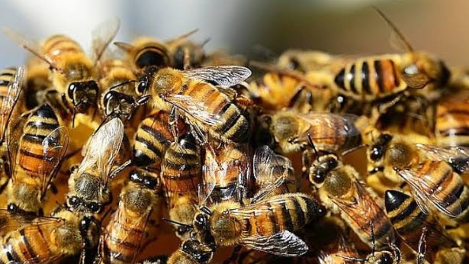 Idoso morre ao ser atacado por abelhas na zona rural de Rondônia idoso-morre-ao-ser-atacado-por-abelhas-na-zona-rural-de-rondonia