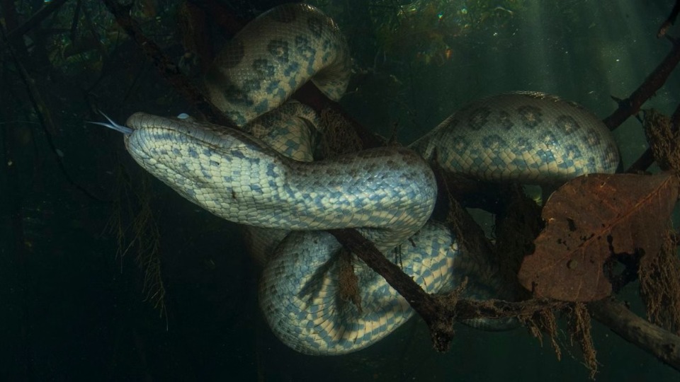 Maior do mundo: saiba mais sobre a nova espécie de sucuri da Amazônia maior-do-mundo:-saiba-mais-sobre-a-nova-especie-de-sucuri-da-amazonia