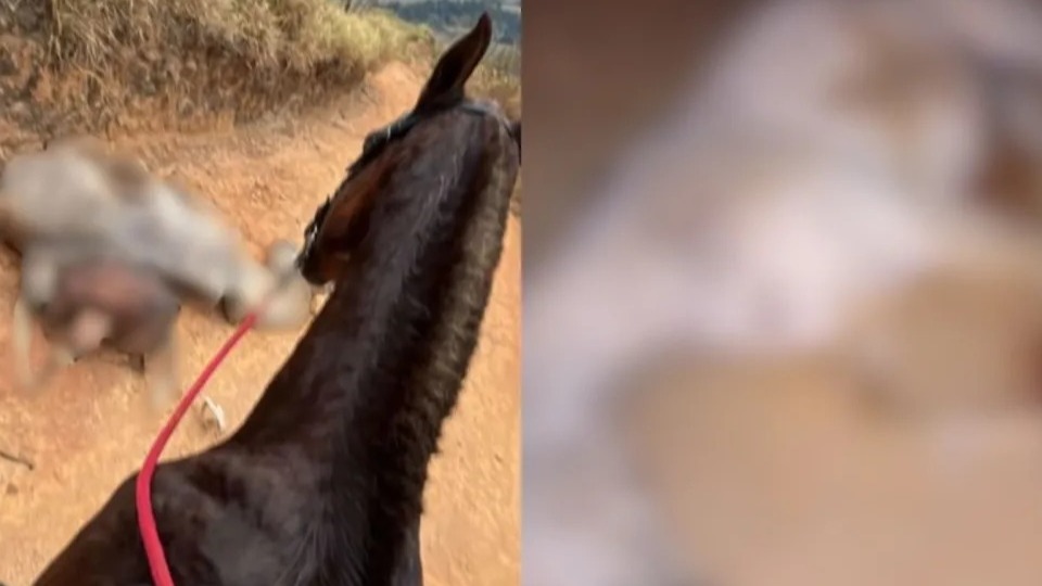 Maus-tratos: Polícia investiga morte de cavalo após mutilação maus-tratos:-policia-investiga-morte-de-cavalo-apos-mutilacao