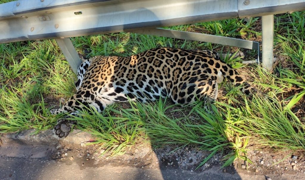 Onça-pintada é encontrada morta na BR-435 em RO onca-pintada-e-encontrada-morta-na-br-435-em-ro