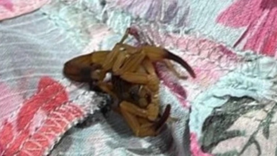 Estudante é picada por escorpião em provador de loja de grife estudante-e-picada-por-escorpiao-em-provador-de-loja-de-grife