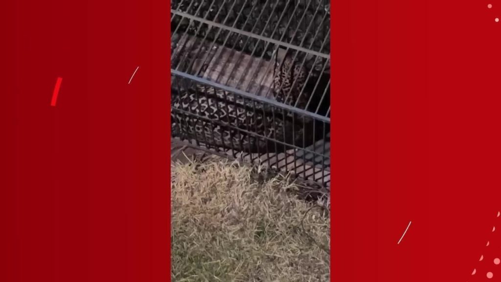 Onça-pintada resgatada em Ji-Paraná é solta em floresta preservada de RO onca-pintada-resgatada-em-ji-parana-e-solta-em-floresta-preservada-de-ro