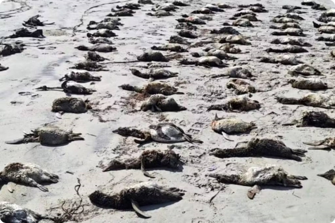 Mais de 700 pinguins são encontrados mortos uma semana no litoral de SP mais-de-700-pinguins-sao-encontrados-mortos-uma-semana-no-litoral-de-sp
