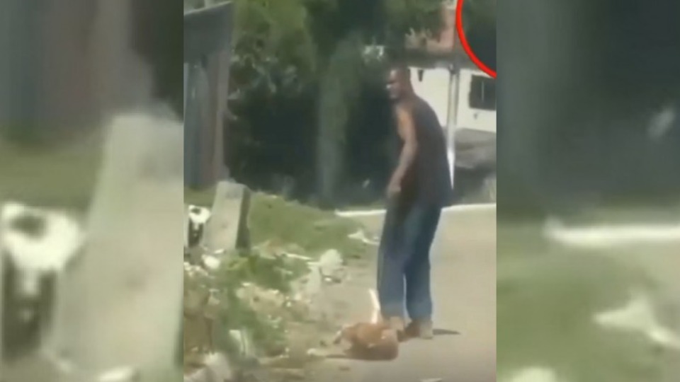 CRUELDADE: homem arrasta cachorro com patas amarradas crueldade:-homem-arrasta-cachorro-com-patas-amarradas