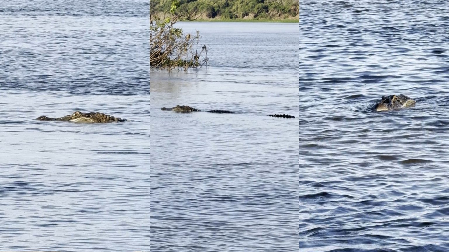 Jacaré de 4 metros 'visita' banhistas em praia de Rondônia jacare-de-4-metros-'visita'-banhistas-em-praia-de-rondonia