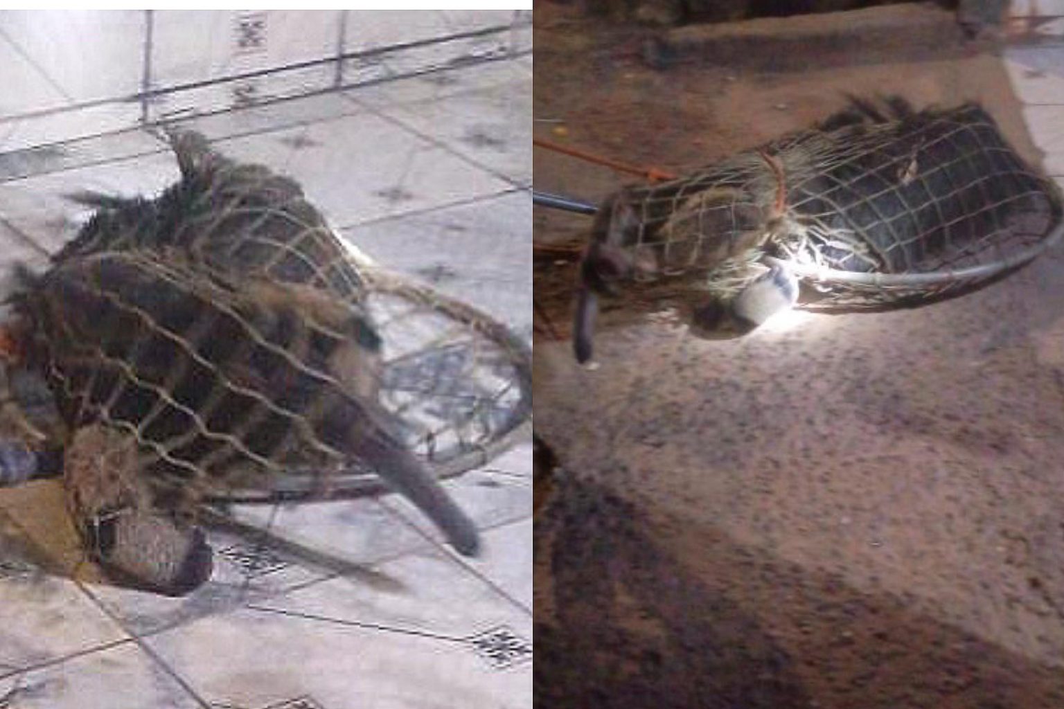 tamandua-bandeira-invade-casa,-se-esconde-na-varanda-e-e-resgatado-em-ro