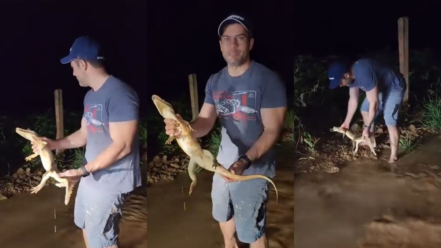 Jacaré é resgatado por pescador em estrada rural de Porto Velho jacare-e-resgatado-por-pescador-em-estrada-rural-de-porto-velho