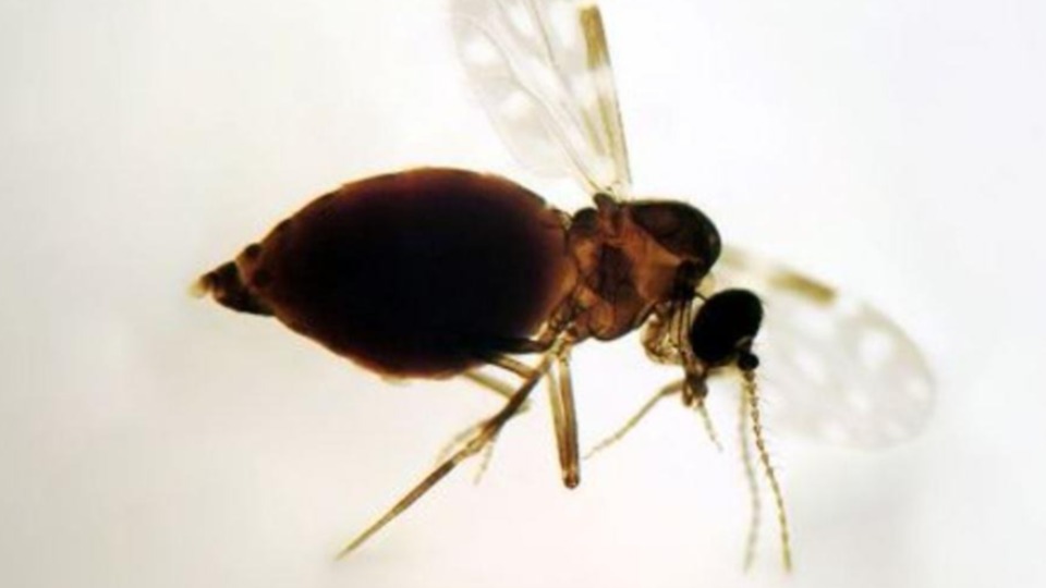 Justiça obriga SAE e Ibama a controlar infestação de mosquitos em assentamentos de Porto Velho justica-obriga-sae-e-ibama-a-controlar-infestacao-de-mosquitos-em-assentamentos-de-porto-velho