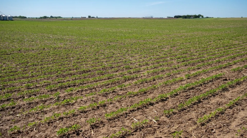 Agro dos EUA ataca agro brasileiro em investigação da Casa Branca agro-dos-eua-ataca-agro-brasileiro-em-investigacao-da-casa-branca