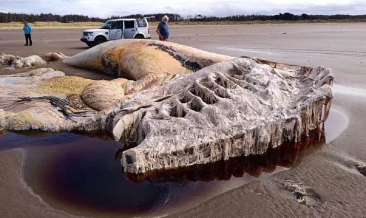 Carcaça de segunda maior espécie de baleia do mundo é encontrada em praia do Reino Unido carcaca-de-segunda-maior-especie-de-baleia-do-mundo-e-encontrada-em-praia-do-reino-unido