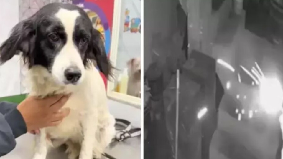 VÍDEO: Cachorro mastiga pavio de dinamite jogada no quintal e salva família video:-cachorro-mastiga-pavio-de-dinamite-jogada-no-quintal-e-salva-familia
