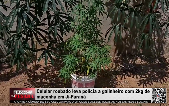 Celular roubado leva polícia a galinheiro com 2kg de maconha em Ji–Paraná celular-roubado-leva-policia-a-galinheiro-com-2kg-de-maconha-em-ji–parana