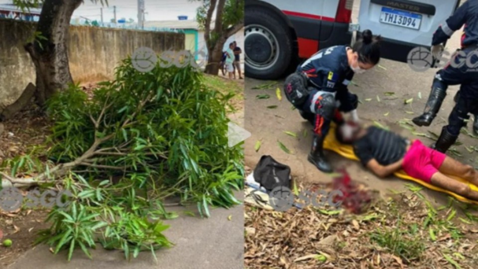 Homem que caiu de árvore em Porto Velho não resiste e morre no hospital homem-que-caiu-de-arvore-em-porto-velho-nao-resiste-e-morre-no-hospital