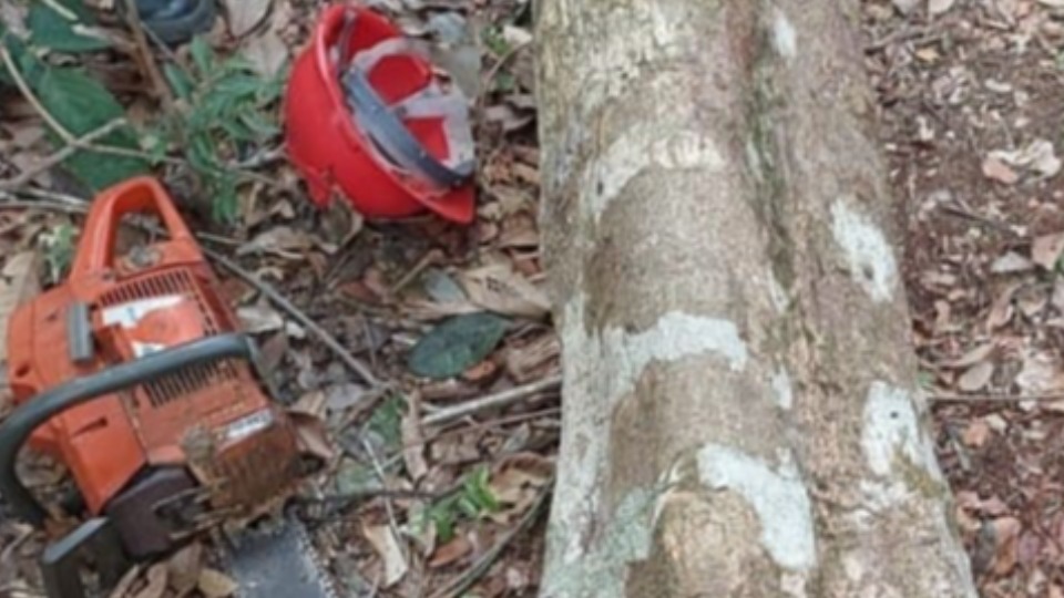 Homem morre após ser atingido por árvore durante derrubada em Rondônia homem-morre-apos-ser-atingido-por-arvore-durante-derrubada-em-rondonia