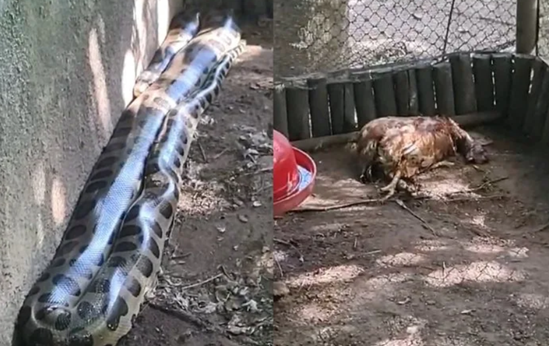 Veja o Vídeo; Cobra gigante invade galinheiro em condomínio e causa prejuízo a proprietário veja-o-video;-cobra-gigante-invade-galinheiro-em-condominio-e-causa-prejuizo-a-proprietario