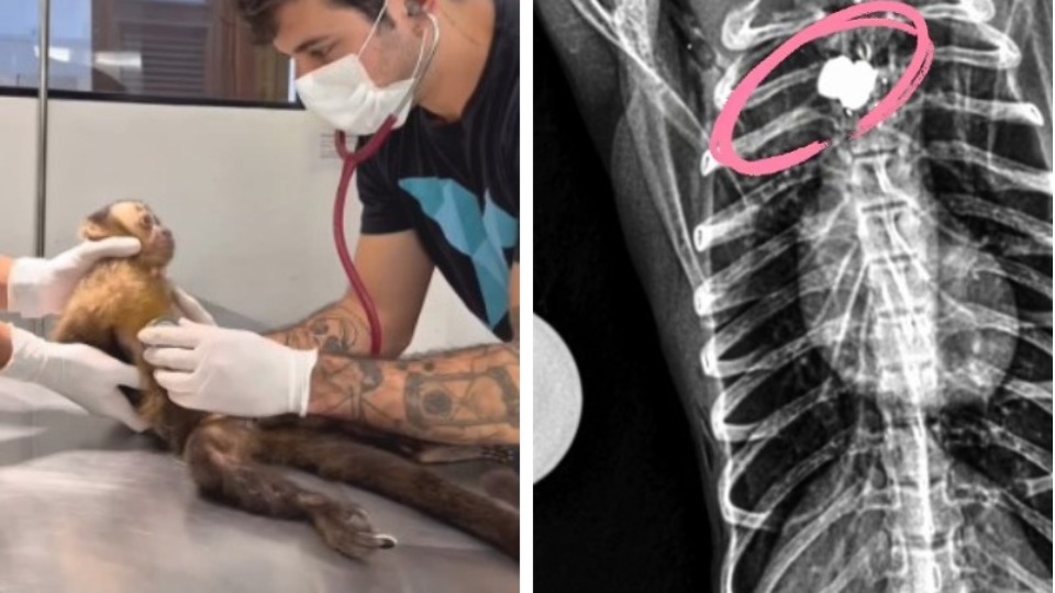 VÍDEO: macaca é encontrada baleada na Gávea e luta para não ficar paraplégica video:-macaca-e-encontrada-baleada-na-gavea-e-luta-para-nao-ficar-paraplegica