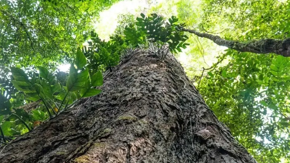 Árvores gigantes da Amazônia podem ajudar a frear mudanças climáticas arvores-gigantes-da-amazonia-podem-ajudar-a-frear-mudancas-climaticas