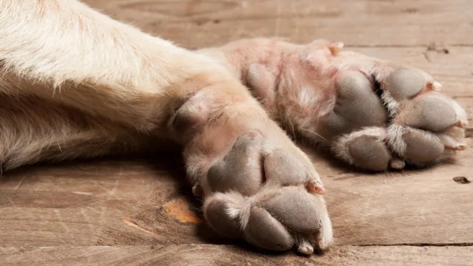 Cachorros morrem após ficarem 1 hora e meia presos em carro de pet shop cachorros-morrem-apos-ficarem-1-hora-e-meia-presos-em-carro-de-pet-shop