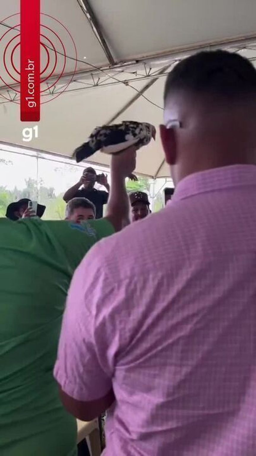 galinha-e-arrematada-por-r$-26-mil-em-leilao-solidario-e-video-viraliza-na-web