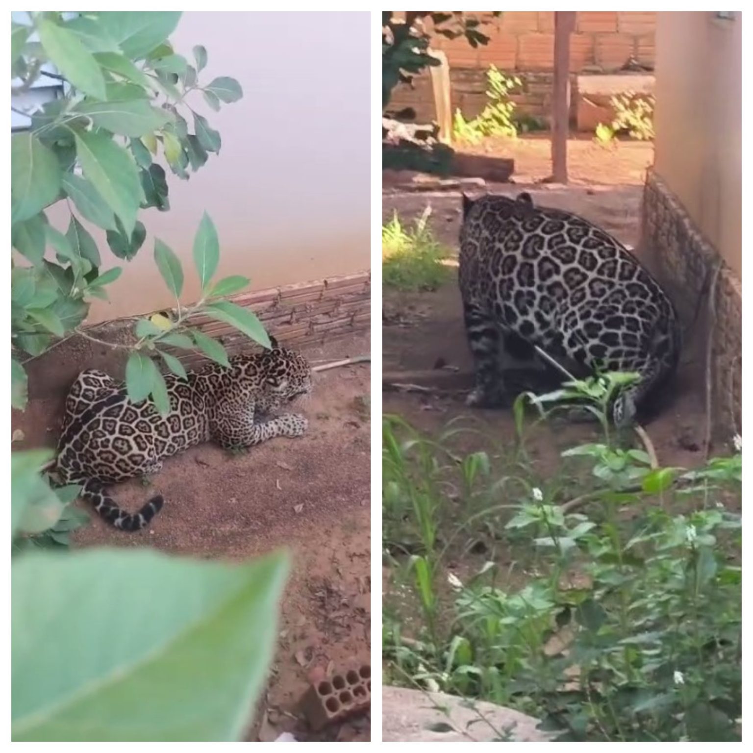 onca-pintada-invade-casa-em-distrito-de-porto-velho