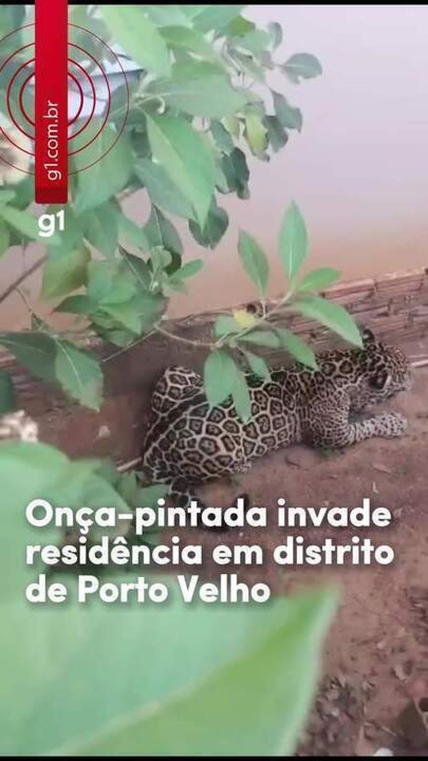'Fui brigar com ela', diz homem arranhado por onça ao tentar proteger creche 'fui-brigar-com-ela',-diz-homem-arranhado-por-onca-ao-tentar-proteger-creche