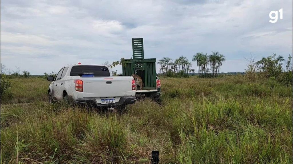 VÍDEO: Onça-pintada que invadiu residência é devolvida à natureza em RO video:-onca-pintada-que-invadiu-residencia-e-devolvida-a-natureza-em-ro