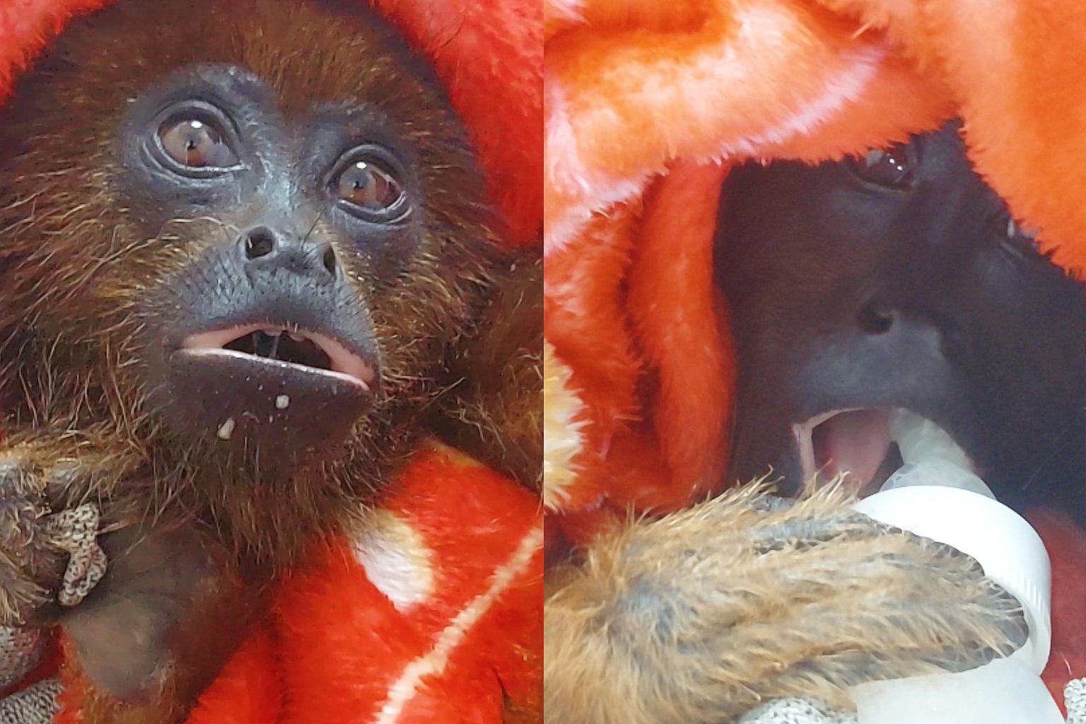 Filhote de macaco Bugio é resgatado após levar choque elétrico em RO filhote-de-macaco-bugio-e-resgatado-apos-levar-choque-eletrico-em-ro