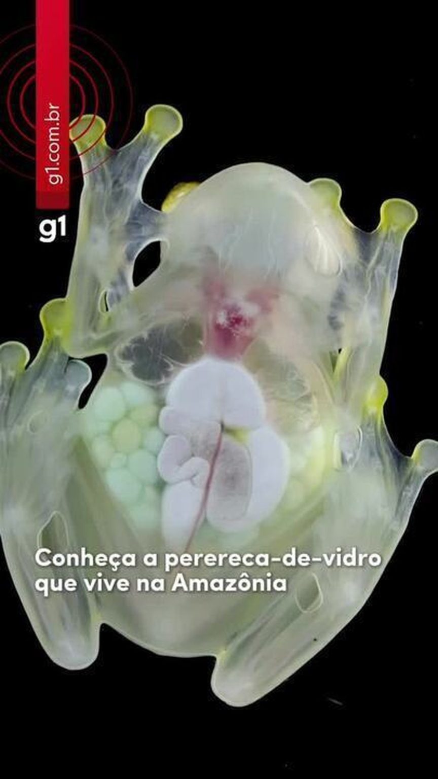 Perereca-de-vidro: conheça o anfíbio transparente da Amazônia perereca-de-vidro:-conheca-o-anfibio-transparente-da-amazonia