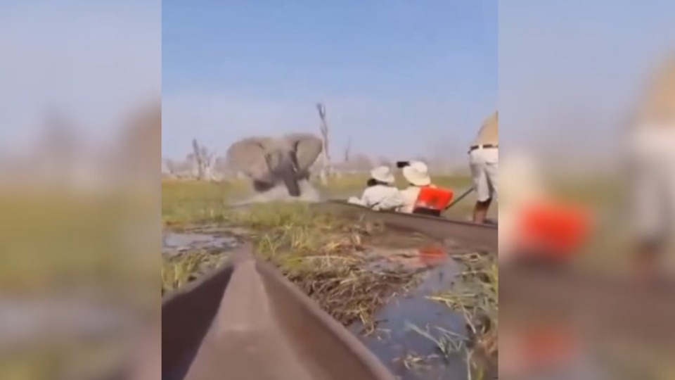 VÍDEO: elefante de seis toneladas ataca barco com turistas video:-elefante-de-seis-toneladas-ataca-barco-com-turistas