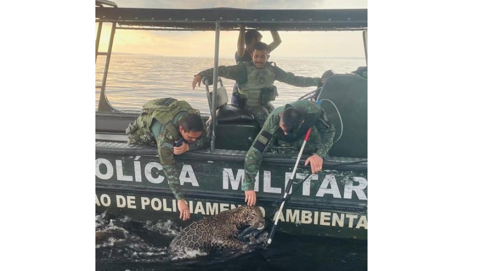 Polícia Militar do Amazonas resgata onça ferida por disparos de arma de fogo no Rio Negro policia-militar-do-amazonas-resgata-onca-ferida-por-disparos-de-arma-de-fogo-no-rio-negro