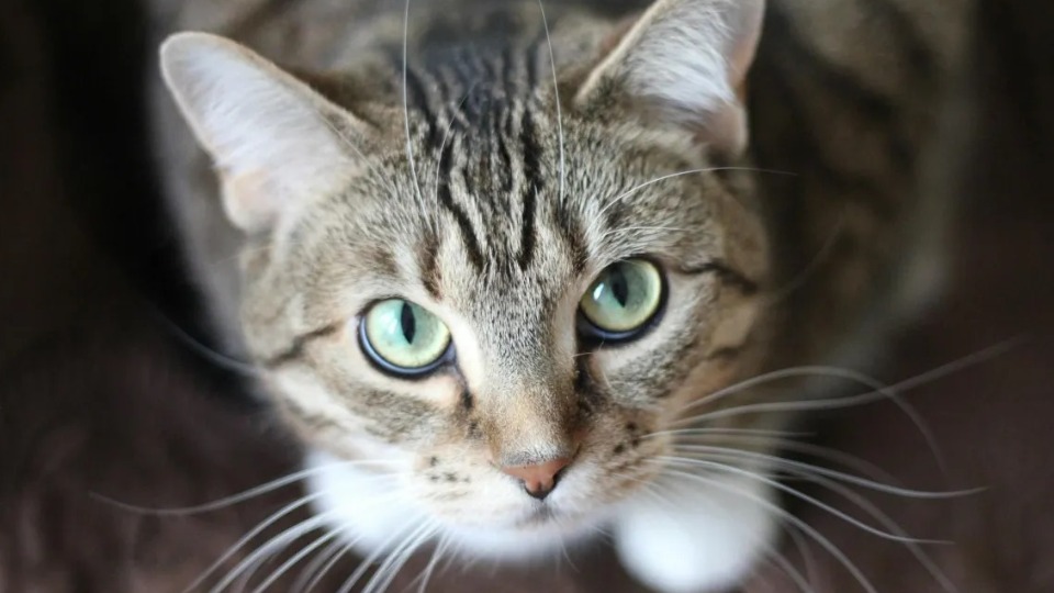 Venda ilegal de sangue de gato é descoberta e trio é preso venda-ilegal-de-sangue-de-gato-e-descoberta-e-trio-e-preso