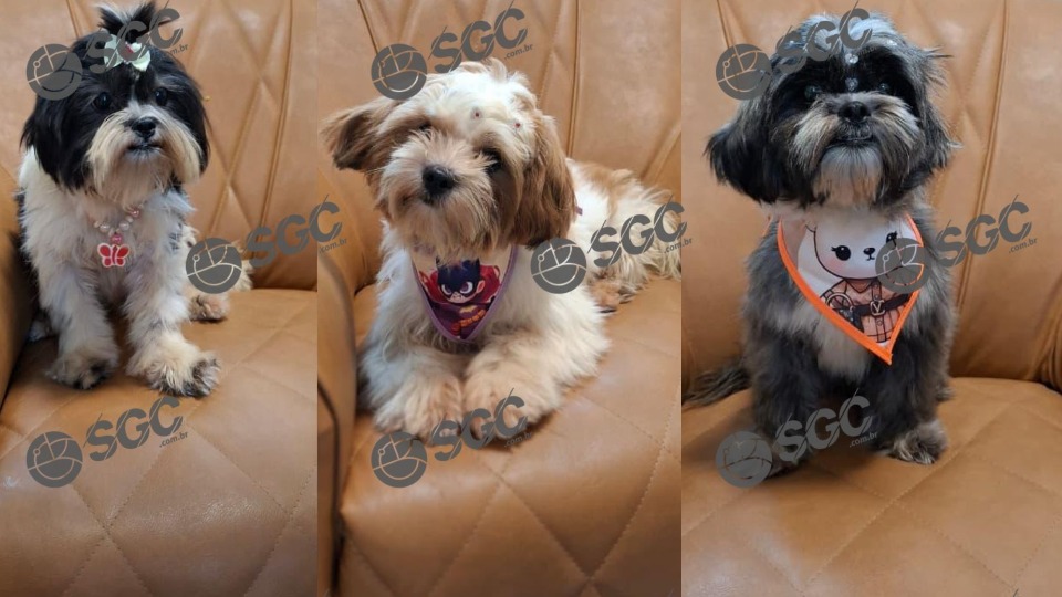 Operação Abomination: PF garante liminar que proíbe homem de ter cães após crimes sexuais operacao-abomination:-pf-garante-liminar-que-proibe-homem-de-ter-caes-apos-crimes-sexuais