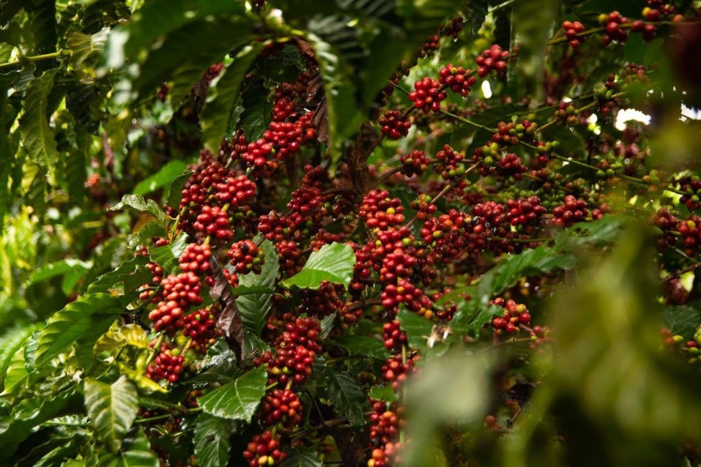 Café robusta de Rondônia captura mais carbono do que emite, diz estudo cafe-robusta-de-rondonia-captura-mais-carbono-do-que-emite,-diz-estudo