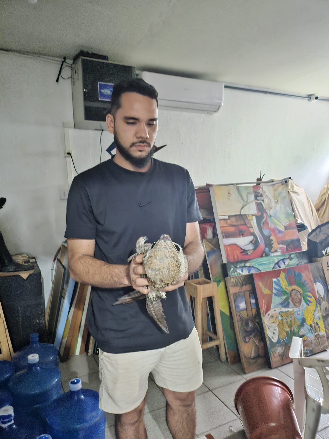 video-mostra-'ave-fantasma'-sendo-solta-na-natureza-em-porto-velho