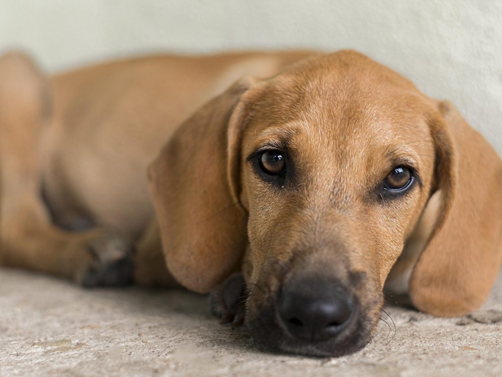 o-que-e-‘leishmaniose-visceral-canina’,-doenca-registrada-pela-1a-vez-em-ro