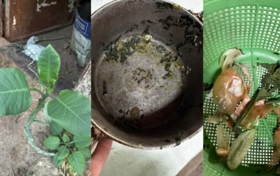 Morre mulher que comeu planta tóxica confundida com couve em MG morre-mulher-que-comeu-planta-toxica-confundida-com-couve-em-mg