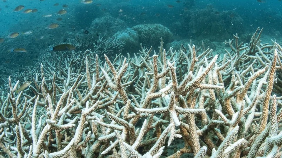 Planeta atinge 1º ponto crítico climático catastrófico e irreversível planeta-atinge-1o-ponto-critico-climatico-catastrofico-e-irreversivel