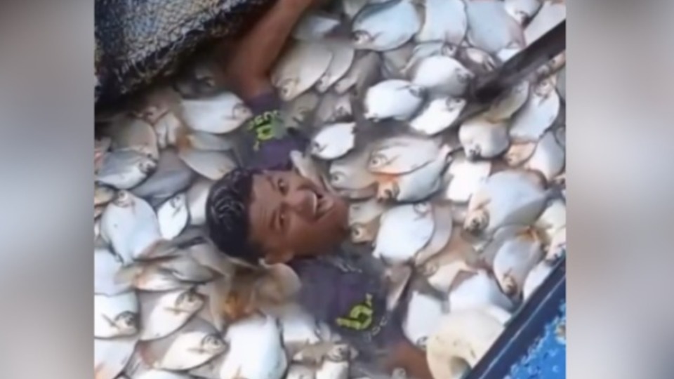 VÍDEO: pescador mergulha em pilha de pacus e cena impressiona pela fartura video:-pescador-mergulha-em-pilha-de-pacus-e-cena-impressiona-pela-fartura