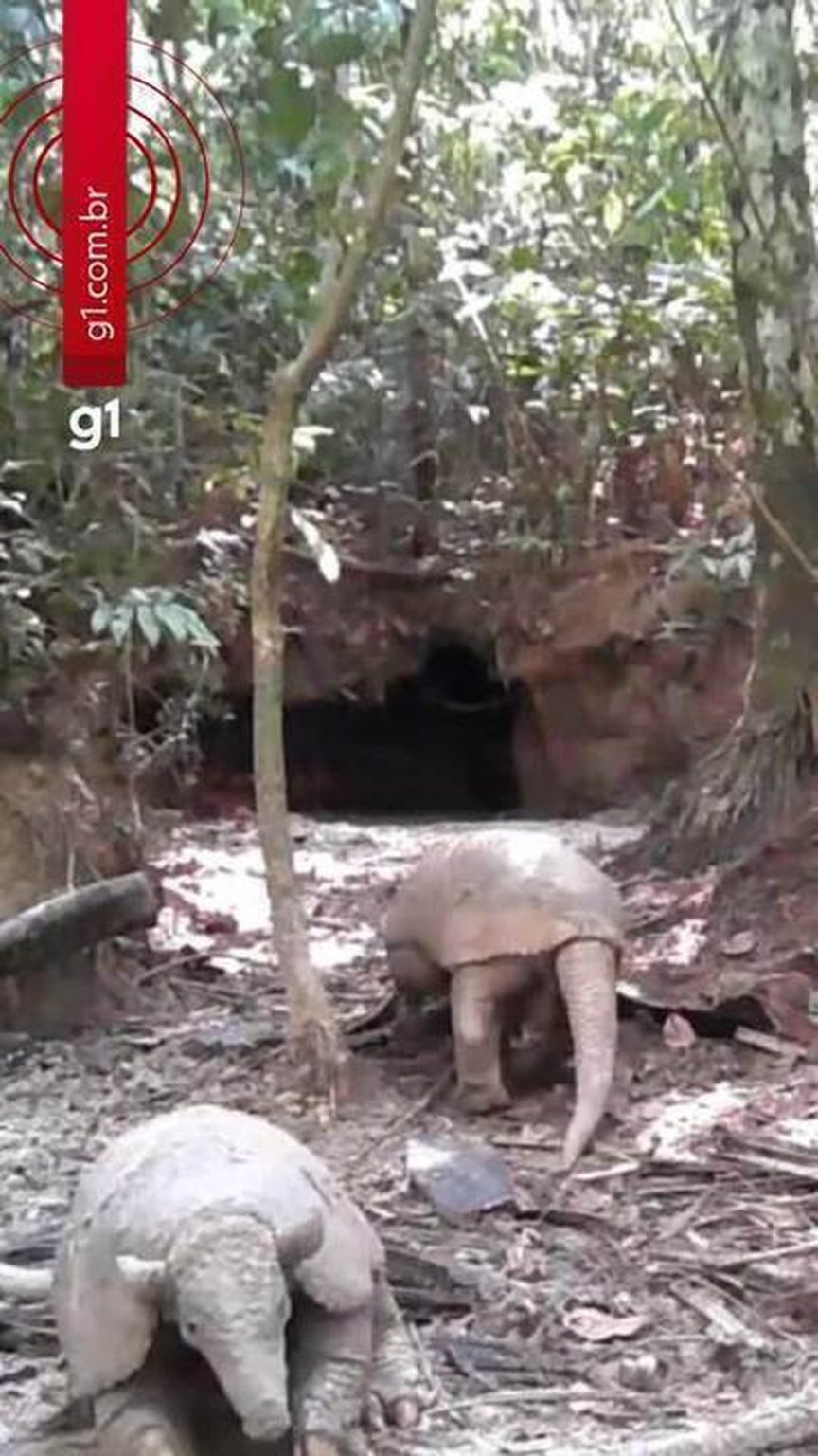 Câmera registra disputa rara entre tatus da maior espécie do mundo camera-registra-disputa-rara-entre-tatus-da-maior-especie-do-mundo
